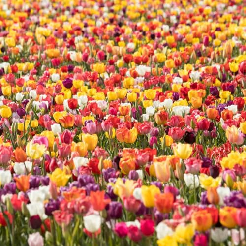 Historische Tulpenmischung 100 Stück Tulipa Blumenzwiebeln Tulpenzwiebeln Früh und Spätblüher aus alten Sorten