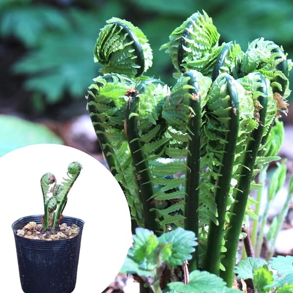 Amazon.co.jp: コゴミ 10.5cmポット苗 山菜苗/クサソテツ/シダ植物▽紫
