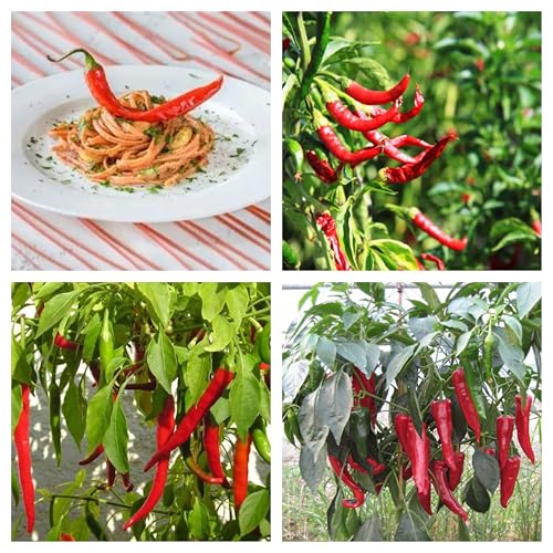 Semi di Peperoncino Italiano, Confezione da 30 Semi, Piccantezza Media, Peperone Piccante per Coltivazione