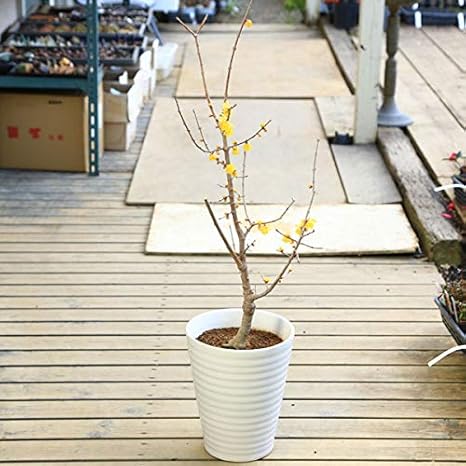 高い素材 庭木 植木 鉢植え 満月ロウバイ 満月ろうばい 全高 100cm 玄関やベランダでも置ける丈夫な陶器鉢植え 最安値に挑戦 Ignitegospelchoir Org 高い素材 庭木 植木 鉢植え 満月ロウバイ 満月ろうばい 全高 100cm 玄関やベランダでも置ける丈夫な陶器鉢植え 最安値に挑戦 Ignitegospelchoir Org
