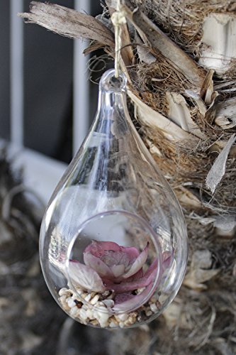 Nature's Mark 3 Pack 6" H Faux Succulent With Tear Drop Hanging Glass #TOP4