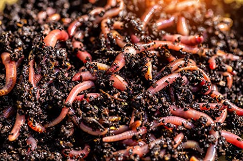 BIOTICA Lombrichi Rossi californiani vivi Eisenia fetida - 1,5Kg - per Compostaggio Domestico Vermicompostaggio in Compostiera per Produzione di Humus – Vermi da Terra Ideali Anche per la Pesca