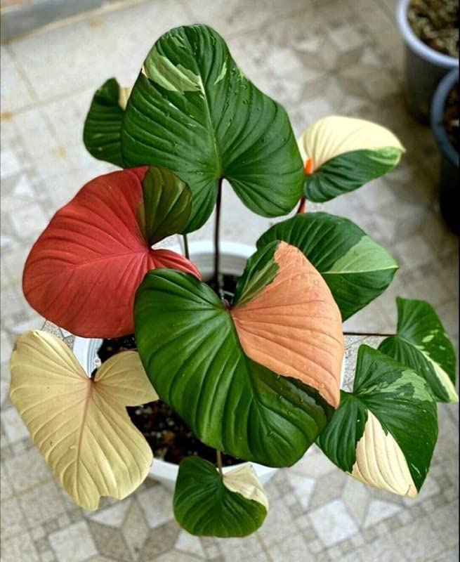 Radha Krishna Agriculture® Beautifull Caladium flower bulbs Multicolor Mixed Flower Bulbs For Indoor & Outdoor Gardening Pack of 2 (B0BT83LJ1C) Amazon Price History, Amazon Price Tracker