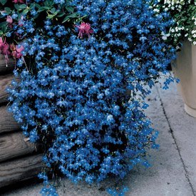 Seed Kingdom Lobelia Fountain Blue