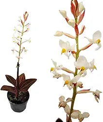 Orquídea Pipoca Ludisia Discolor Planta Adulta Natural Exótica Decoração Rara