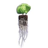 STRNG Root Starter Plug 2 Count – Promotes Rapid Root Development, Enhanced with Micronutrients, Excellent Water Retention & Aeration, Ideal for Seed Germination and Hydroponic Growing