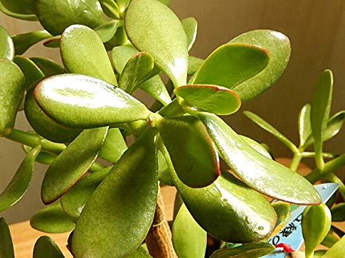 Amazon.co.jp: 縁起物鉢植え植物金のなる木幸運を招く金のなる木鉢植え