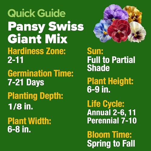 Image of HOME GROWN Pansy Swiss Giants Mix - 1,500 Flower Seeds (2.13g) - Fall Planting Pansies Seed - Edible Viola Seeds - Cold Hardy Annuals for Containers & Outdoor Gardens (Viola x wittrockiana)