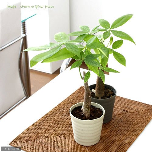 Amazon｜（観葉植物）パキラ 3～3．5号（1ポット） 北海道