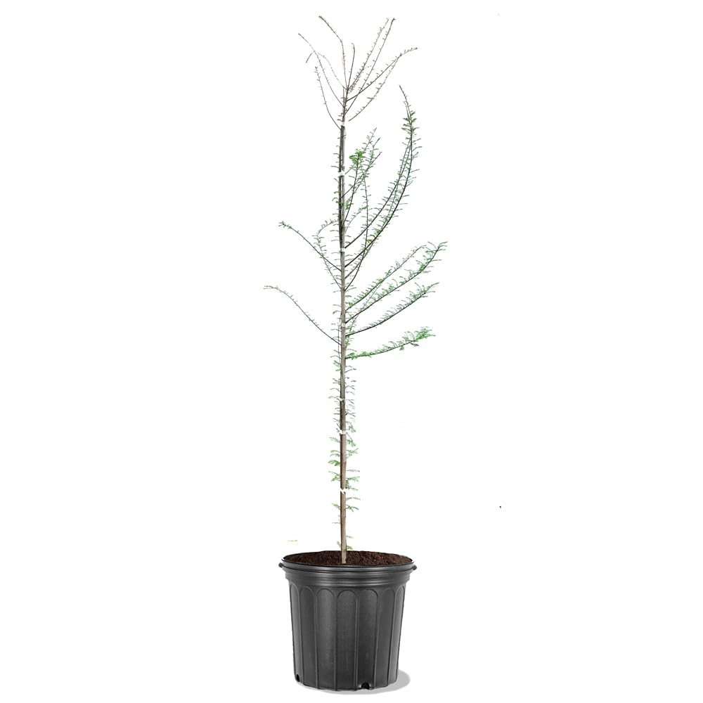 Simpson Nursery Bald Cypress 5 gal