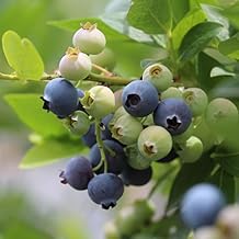 ブルーベリー 苗木 ハイブッシュ系 ハンナの選択 10.5ｃｍポット 小果樹 blue berry 園芸 ガーデニング 家庭栽培