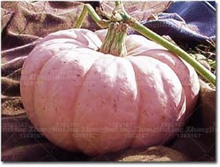 20 semillas de calabaza Rosa -Rare, populares y de colores lindo, no GMO, Delicous, vegetales Inicio DIY, envío libre