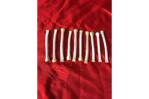 10 Real Red Fox Leg Bone Craft Supply | Gothic Jewelry Findings Claws
