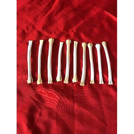 10 Real Red Fox Leg Bone Craft Supply | Gothic Jewelry Findings Claws