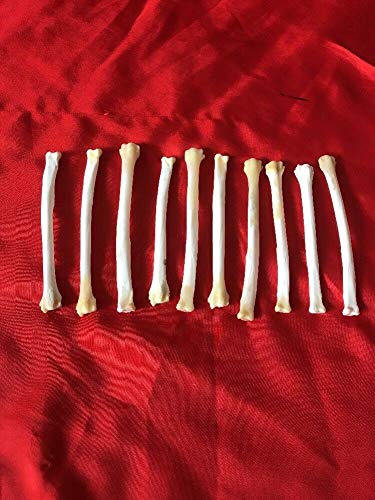 10 Real Red Fox Leg Bone Craft Supply Jewelry Earring Gothic Claws Decoration