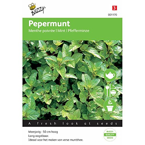 Buzzy 001170 Graines de menthe poivrée, véritable menthe poivrée, menthe hugo, mentha piperita