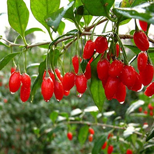 Shiningbaby 100pcs Natural Goji Berries Seeds Wolfberry Plants Home Garden Outdoor House Plants
