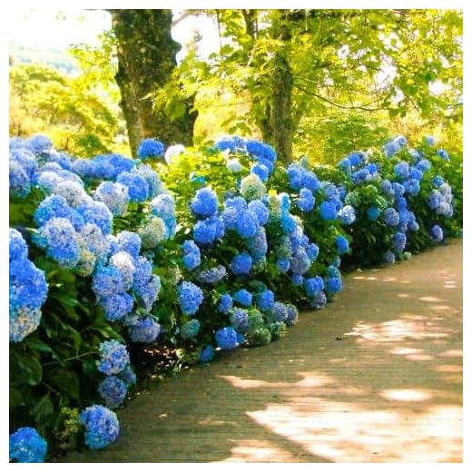Best garden shrubs for colour Nikko Blue Hydrangea Plant - 3 Gallon
