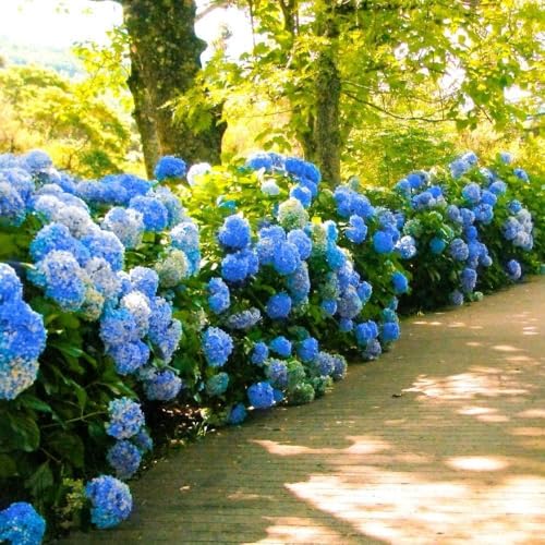 Hydrangea Nikko Blue | 1 Extra Large 3 Gallon Plant | Hydrangea macrophylla | Vibrant Bloom Color | Garden Favorite