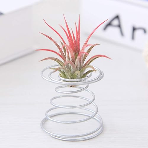 Miniatura 7 de Soporte de alambre de resorte para plantas de aire, soporte de Tillandsia en miniatura, maceta de jardín, maceta de almacenamiento, contenedor de