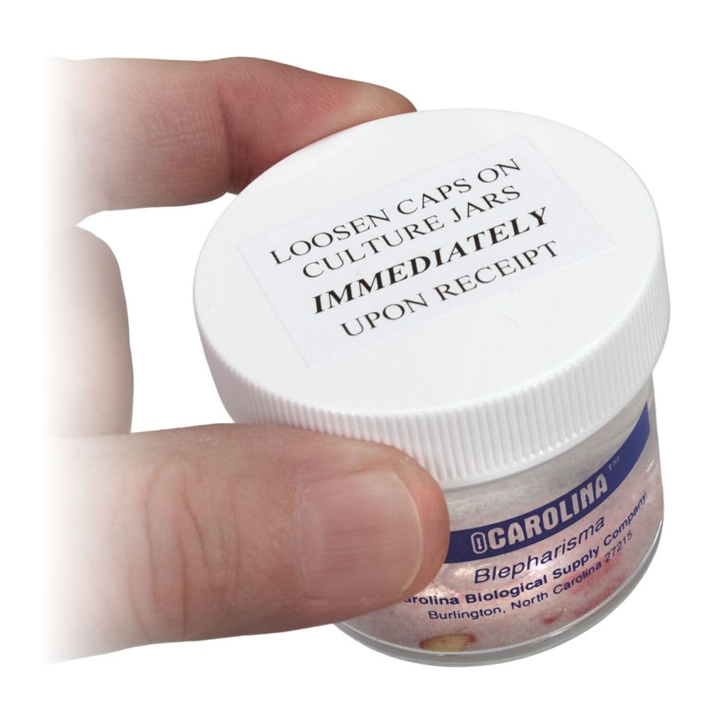 Blepharisma Living Culture, Sufficient Materials For 30 Students