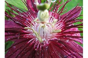 9GreenBox Passion Vine Live Plant - for Zen, Luck, Good Fortune