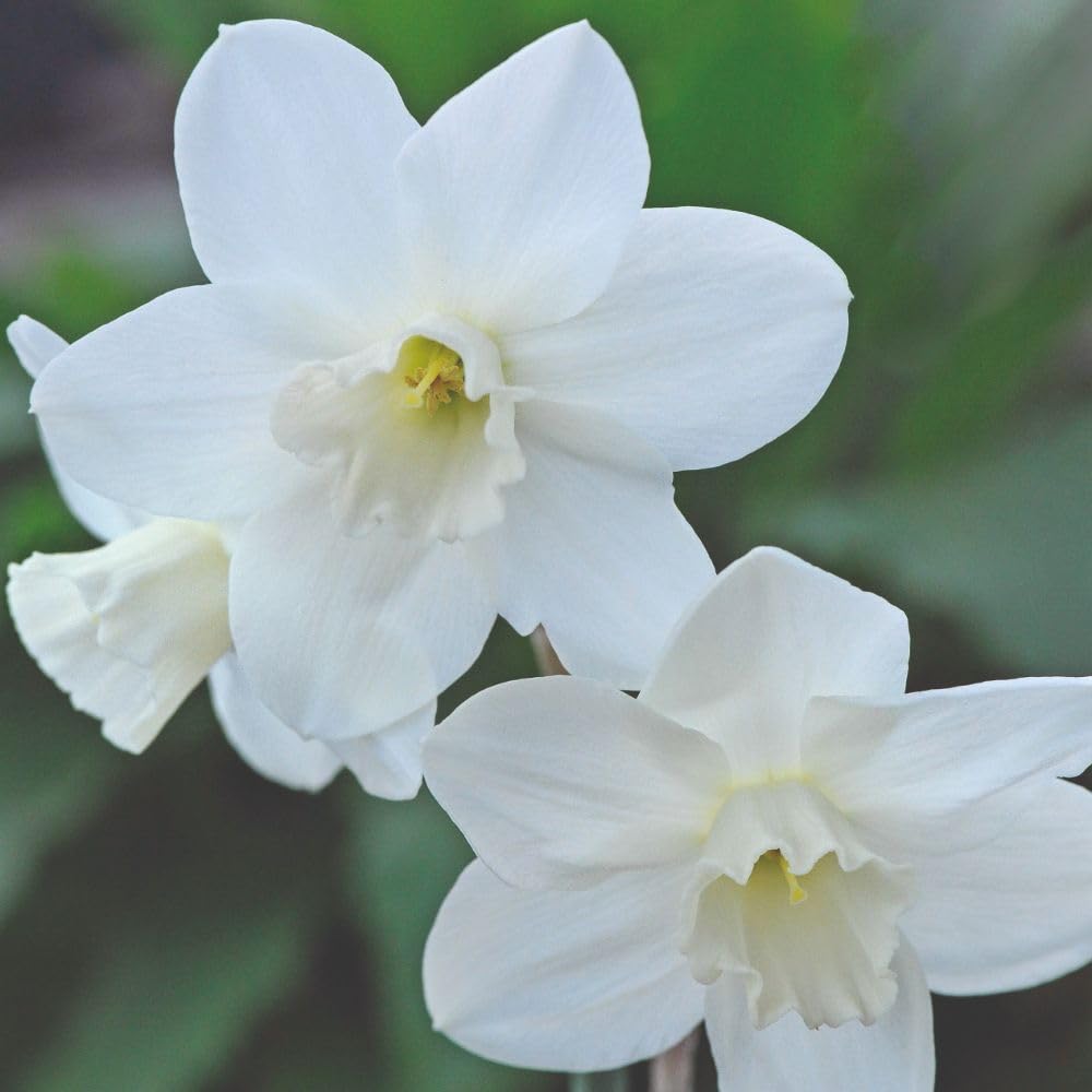 Daffodil Cornish Niveth 32 Bulbs – Specialty Spring Flowering Bulbs by T&M