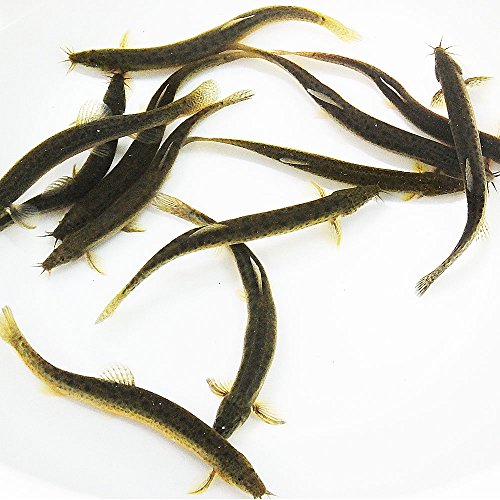 ドジョウ地獄2 ニコニコ動画