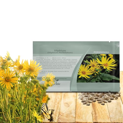 Outsidepride Silphium Cup Plant Flower Seeds - 200 Pcs Perennial, Tall 3-7 Feet, Attracts Bees & Butterflies, Full Sun, Loamy Moist Soil for Pollinator Gardens & Wildlife Support