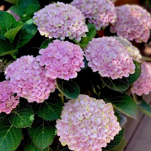 hortensien frühlingsblumen hortensien blumensamen mehrjährig winterhart, exotische zimmerpflanzen dachbegrünung winterharte für 350samen hortensien frühlingsblumen hortensien blumensamen mehrjährig winterhart, exotische zimmerpflanzen dachbegrünung winterharte für 350samen