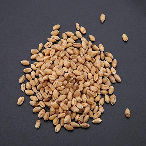 Kit de cultivo de grama de gato, 2 pacote de incubadora de solo de sementes orgânicas simples e rápi