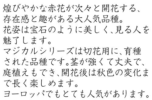 Amazon.co.jp: アジサイ 苗 苗木 マジカルルビーレッドPVP外 1株