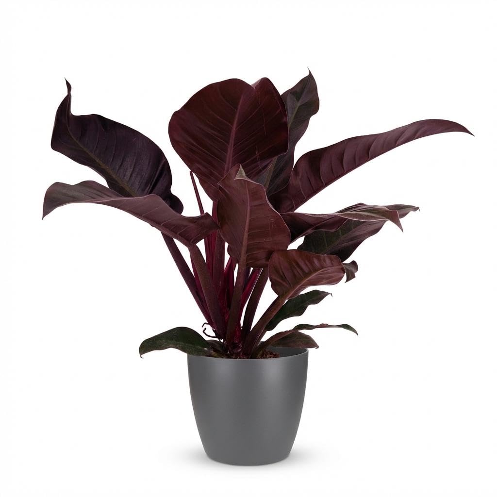 Philodendron Imperial Red Drzewo przyjaciel drzewa, 60 cm, roślina pokojowa z czerwonymi liśćmi w kolorze szarym, Ø 19 cm, błyszczące liście, kompaktowy wzrost, łatwa w pielęgnacji, poprawia powietrze