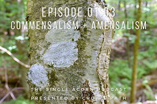 01.03 – Commensalism + Amensalism cover art
