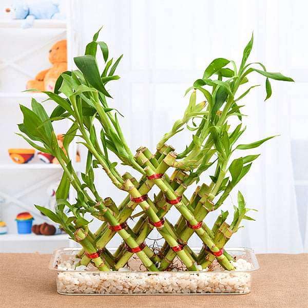 Mphmi Seedless Plant Plants 4 Layer Pyramid Lucky Bamboo in a Tray with Pebbles