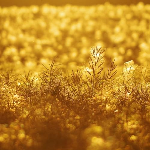 Couverture de Di tutto un po'