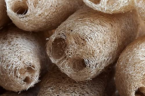 10-semillas-de-esponja-de-calabaza--Lufa--Esponja-natural--Semillas-campesinas