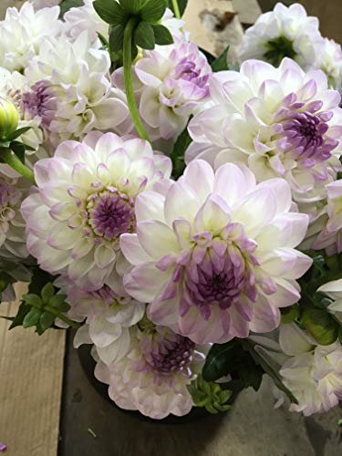 Cut Flower Special Dahlia Tubers (Bulbs). 6 Different Dahlias for Your Garden