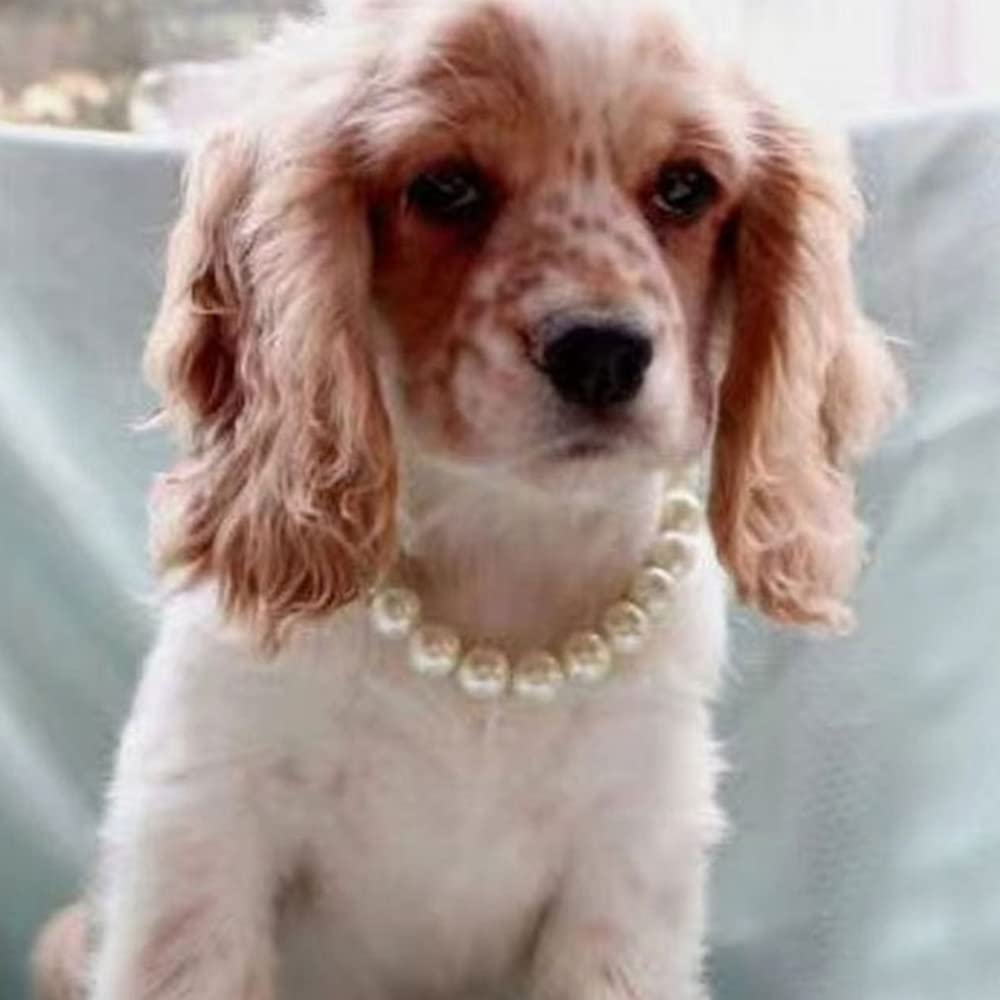 Adorabile Collare di Perla Dell'animale Domestico Regolabile Gatto Cane Della Collana Gioielli Chihuahua York Girl Abbigliamento Abbigliamento Accessori