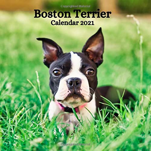 Boston Terrier Calendar 2021: January 2021 - December 2021 Square Photo Book Monthly Planner Calendar Gift For Boston Terrier Lover | Boston Terrier ... Santa Christmas Stocking Filler Present