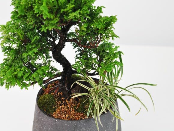 Amazon.co.jp: 盆栽妙 サワラ モダン盆栽 盆栽 ミニ盆栽 白竜