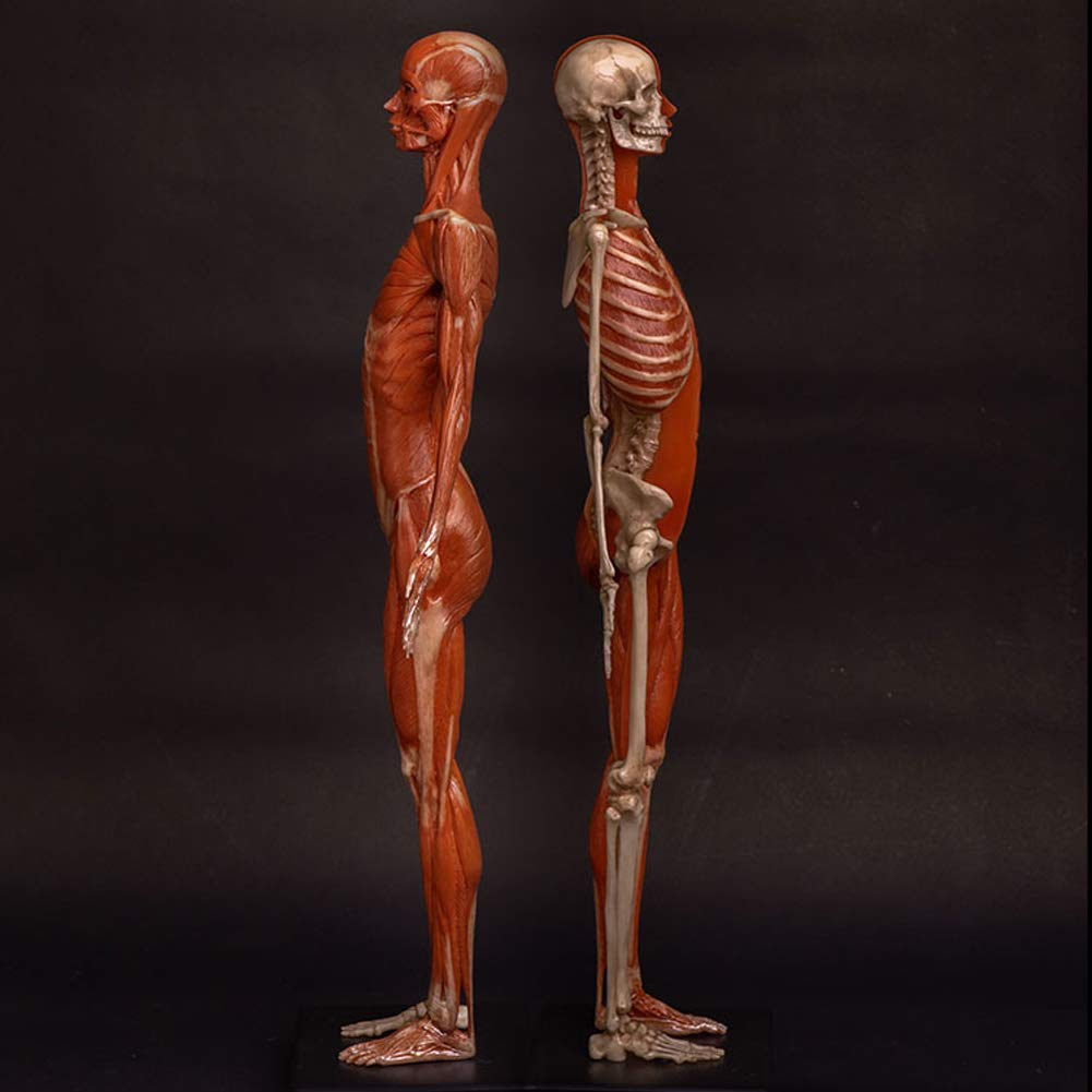 Model anatomiczny kobiecego mięśnia, kości i skóry Ecorché, model anatomiczny ludzkiego szkieletu mięśniowego, materiał