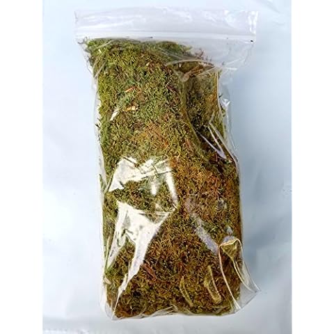 EZ Botanicals Fresh Fern Moss for Terrariums and Bonsai Cover
