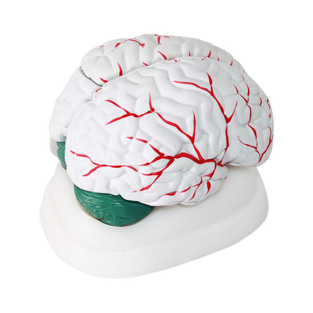 Buy Human Brain Model, Anatomically Accurate Brain Model 3Part Human