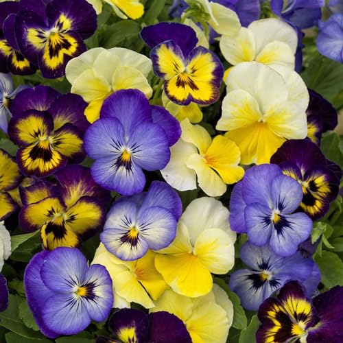 Eden Brothers Viola Seeds - Colormax Lemonberry Pie Mix