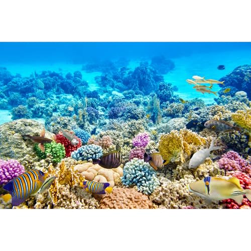 Image of Under The Sea Aquarium Background Underwater Coral Reef Panorama Terrarium Background Various Tropical Fish Breeding Aquariums Fish Tank Backdrop Deep Sea Blue Ocean with Sunbeams Backdrop 48x24in