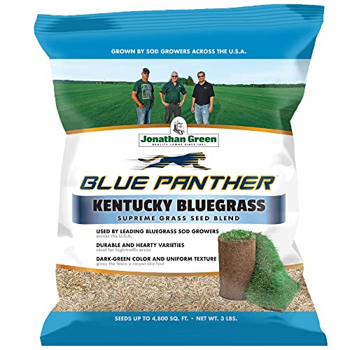 The 30 Best Kentucky Bluegrass Seeds of 2024 [Verified] Cherry Picks