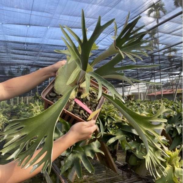 ビカクシダ P.vassei 親株 P.vassei @bikamori.com ビカクシダ バッセイ