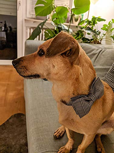 Unique Style Paws Hundehalsband Fliege Halsband Verstellbare Halsbänder oder Hundeleinen für Hunde und Katzen Klein Mittelgroß Groß