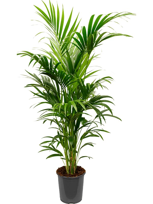 Decorative Kentia Palm Tree | Howea forsteriana Live Plant – Evergreen | Living Room Accent | Indoor Plant Lovers | Office Friendly-image-24